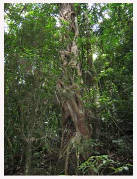 Foto foresta equatoriale