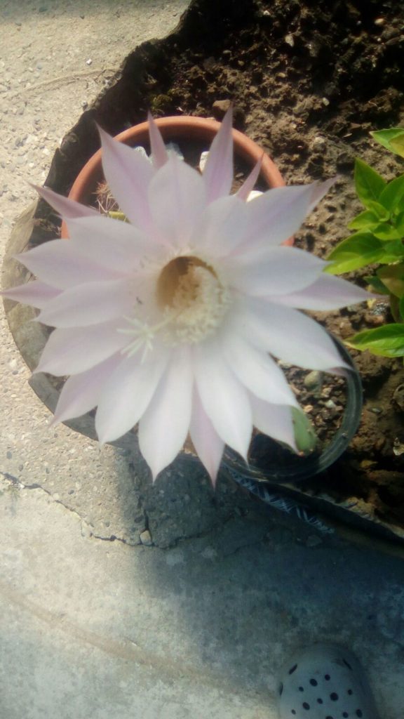 Benedetto Colui che viene...