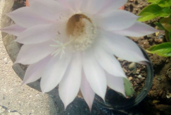 Benedetto Colui che viene…